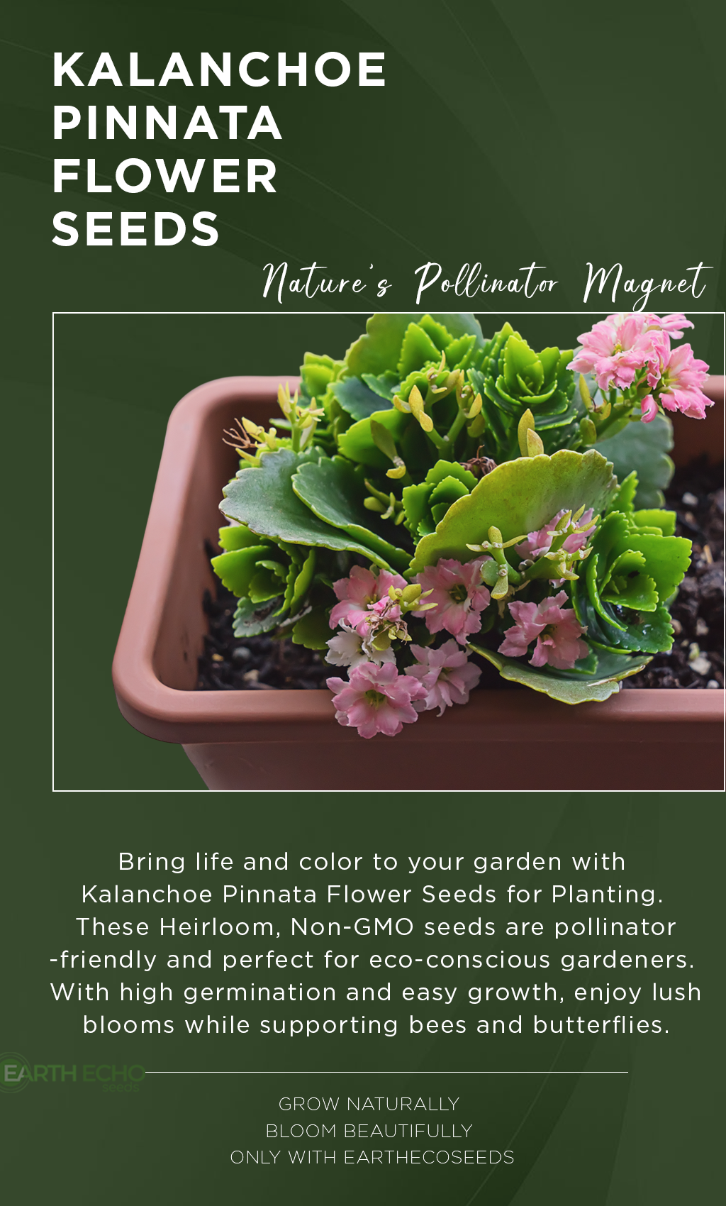 Grow the Miracle Plant – Kalanchoe Pinnata from Seed
