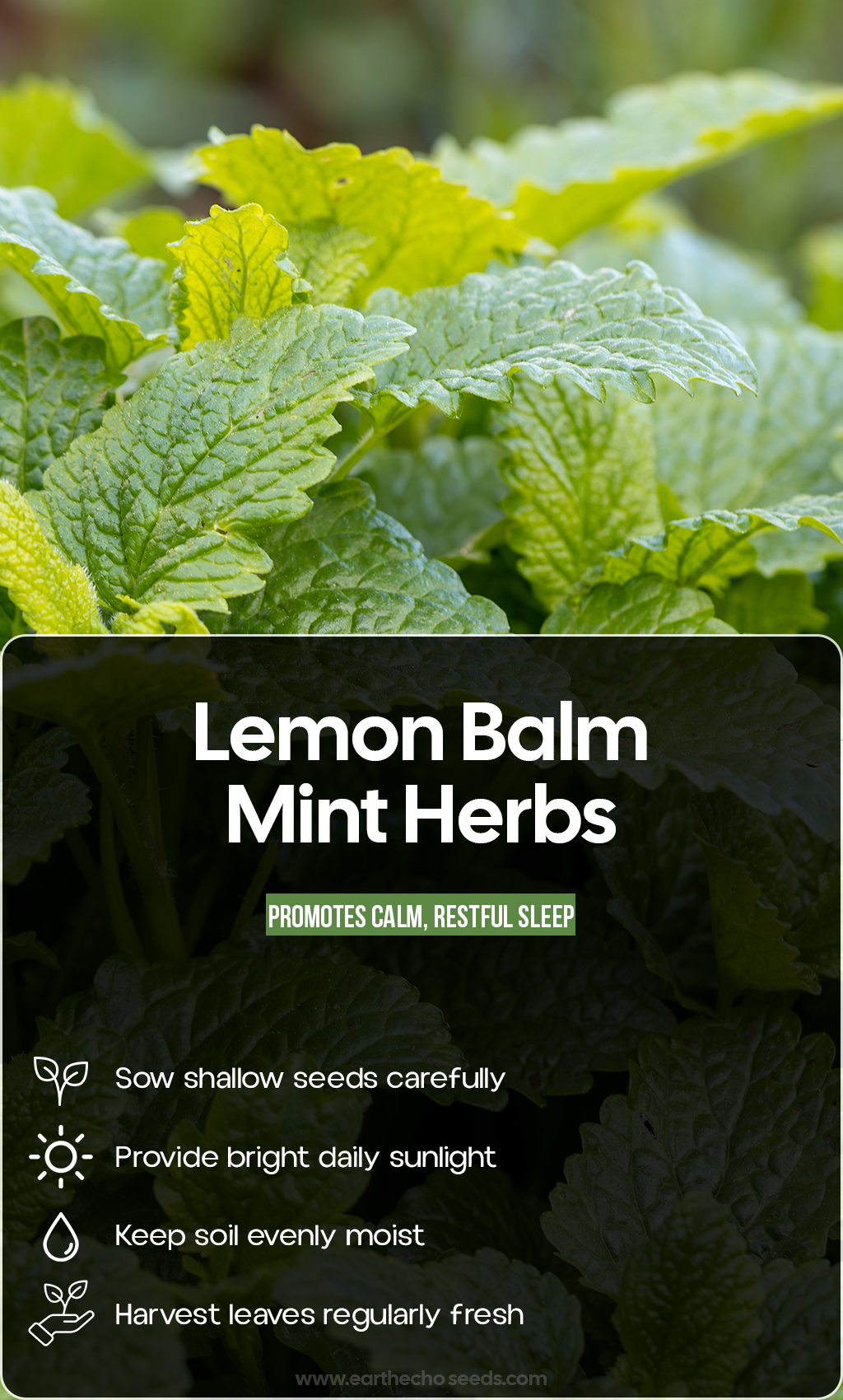 Refresh Your Summer Garden: Grow Fragrant Lemon Balm Mint for Fresh Flavor & Everyday Enjoyment