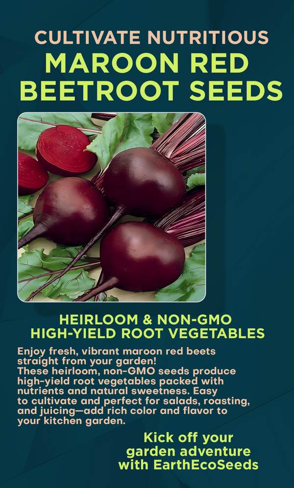 Grow Vibrant & Nutritious Beets with Heirloom Maroon Red Beetroot Seeds
