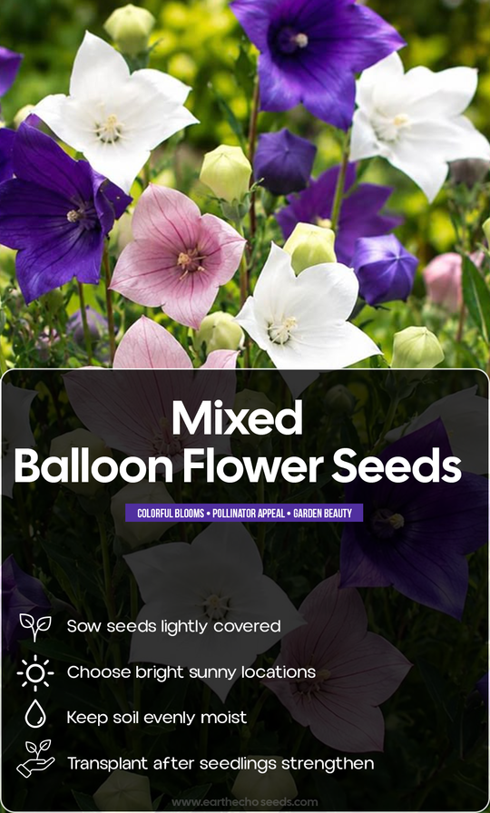 Let Your Summer Garden Bloom with Joy: Grow Mixed Balloon Flowers from Seed