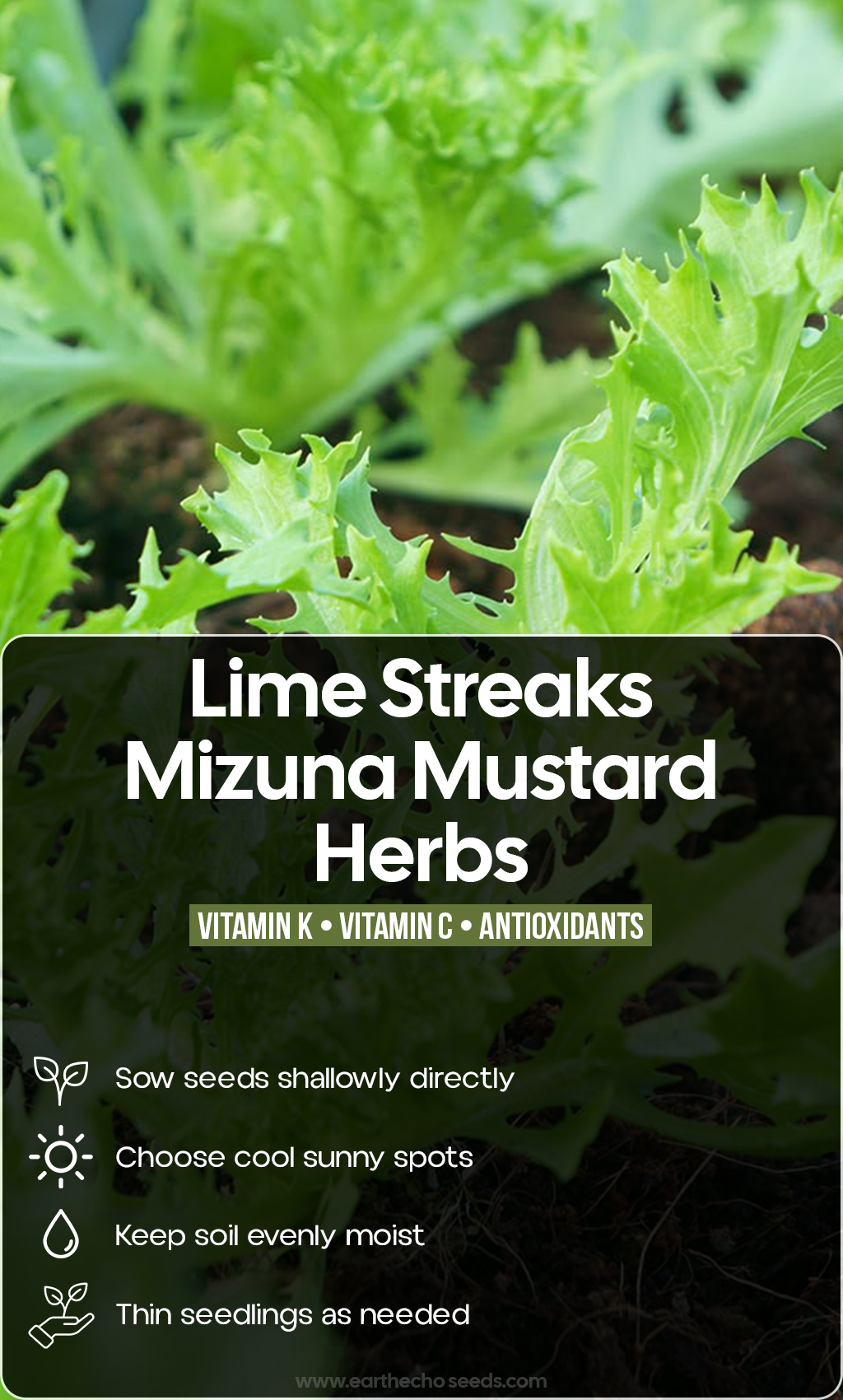 Bright Leaves, Fresh Flavor: Grow Lime Streaks Mizuna for a Beautiful Summer Garden