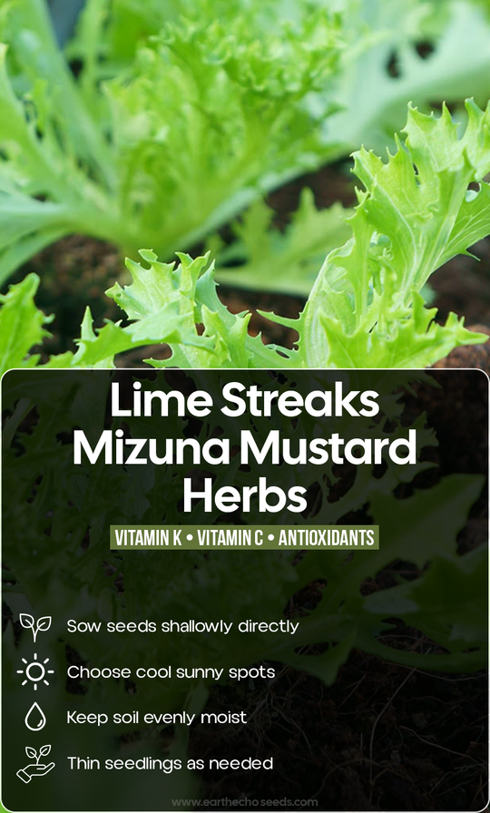 Bright Leaves, Fresh Flavor: Grow Lime Streaks Mizuna for a Beautiful Summer Garden