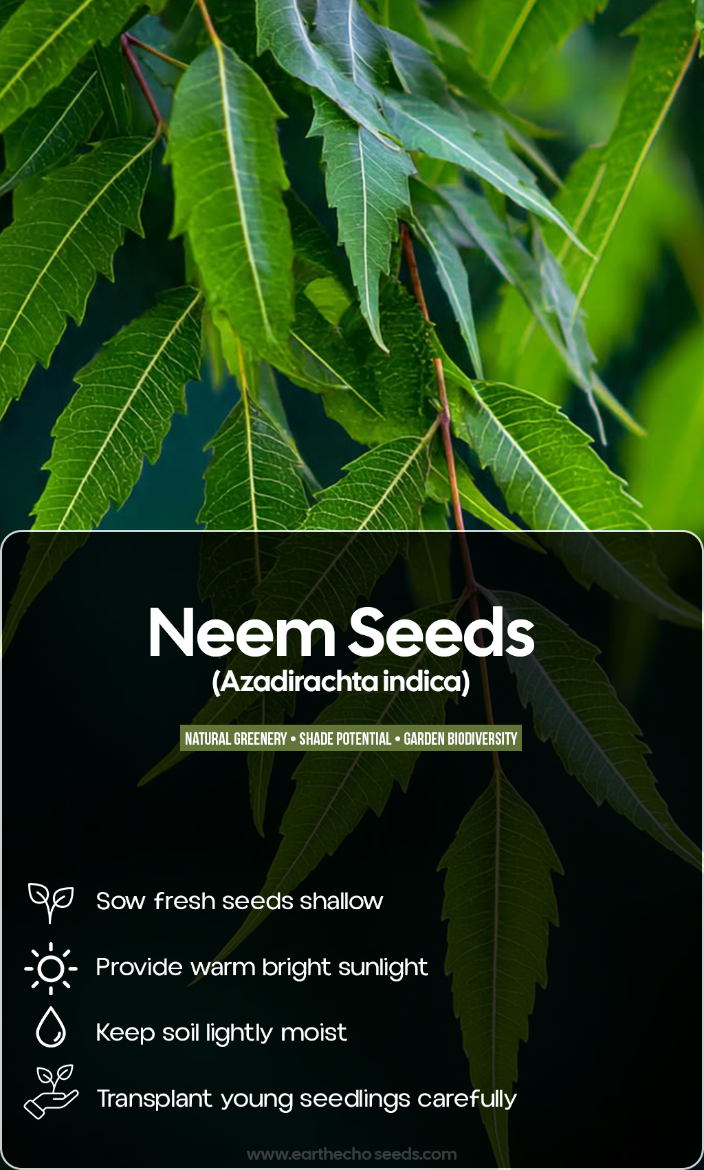 Grow a Tree with Purpose: Bring the Timeless Beauty of Neem to Your Summer Garden