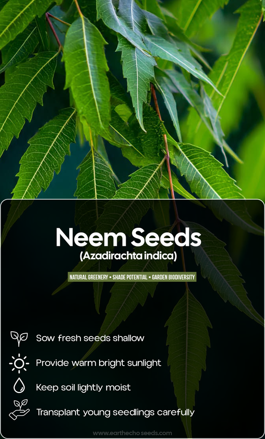 Grow a Tree with Purpose: Bring the Timeless Beauty of Neem to Your Summer Garden