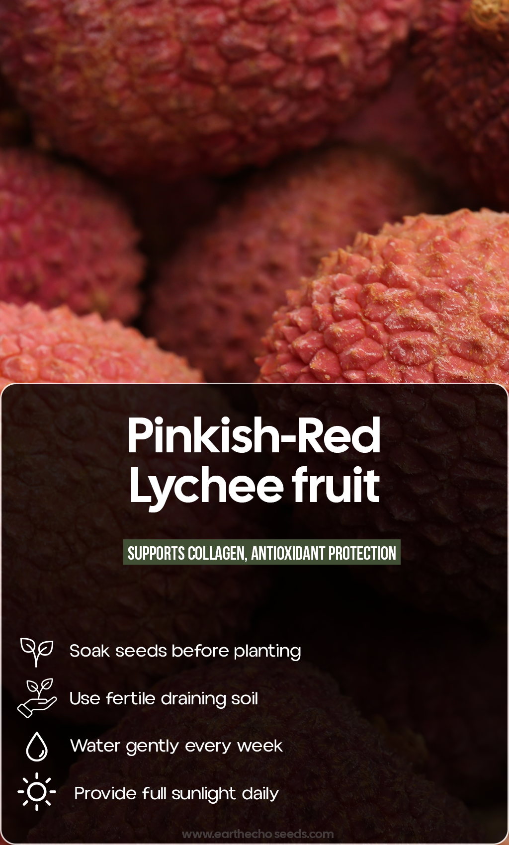 Bring Tropical Paradise Home: Grow Pinkish-Red Lychee Trees for Sweet Summer Harvests