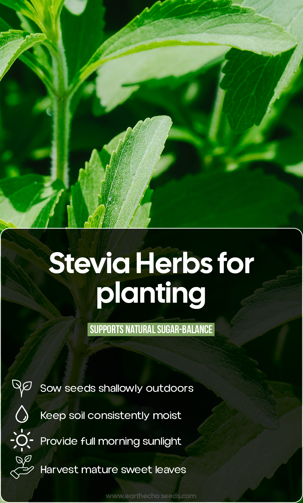 Grow Your Own Natural Sweetness: Stevia Herb Seeds for a Fresh Summer Garden