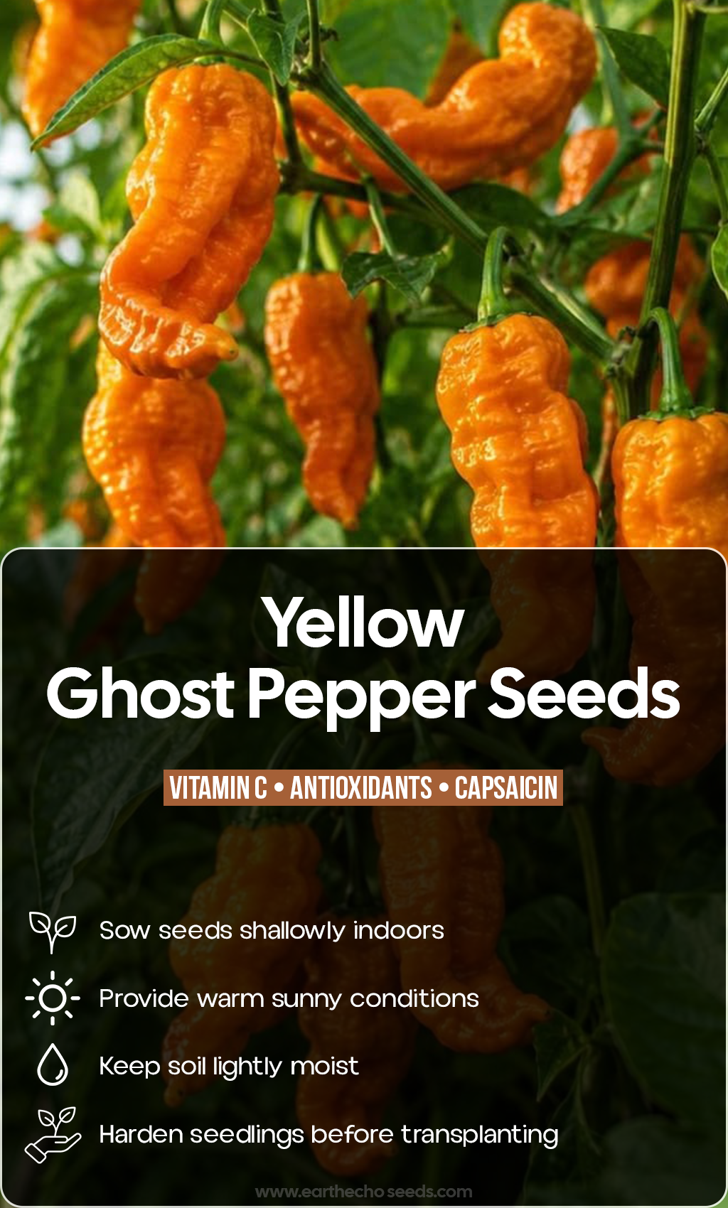 Turn Up the Summer Garden: Grow Fiery Yellow Ghost Peppers from Seed