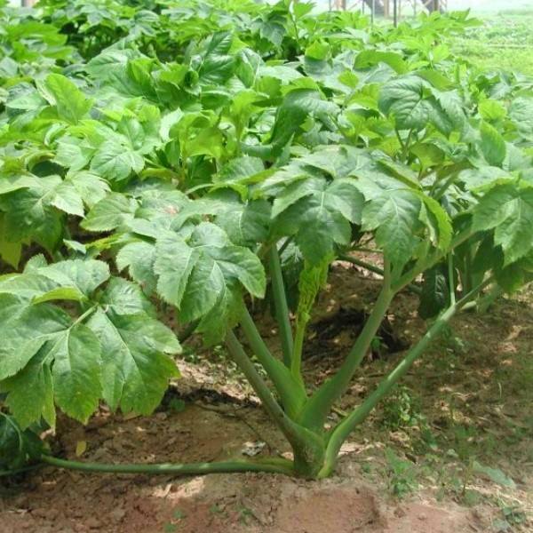 Garden seeds