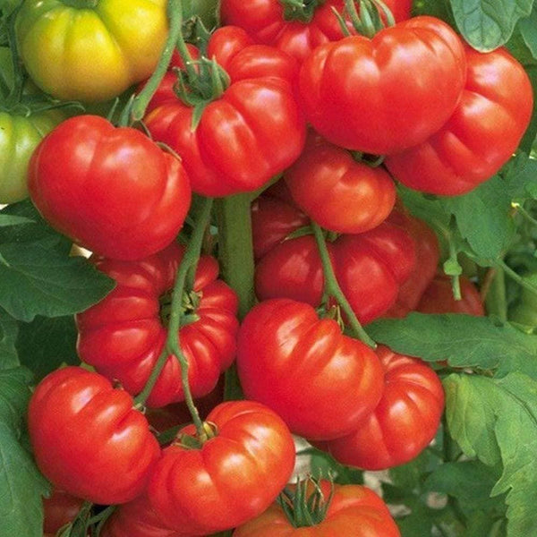 Tomato Seeds for planting