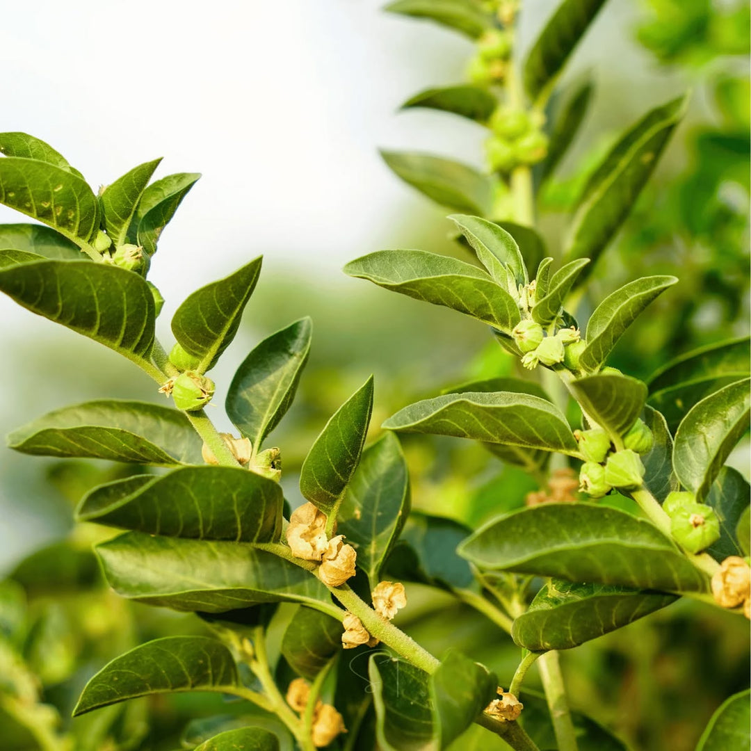 Ashwagandha Seeds for planting