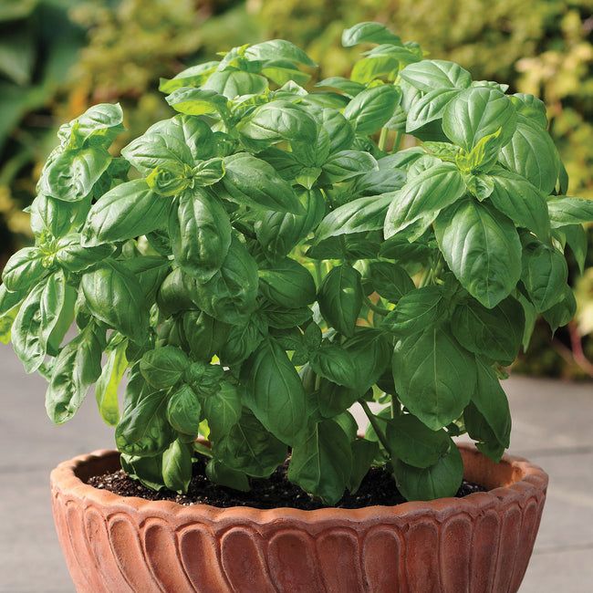 basil seeds for planting
