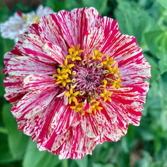 Zinnia Seeds