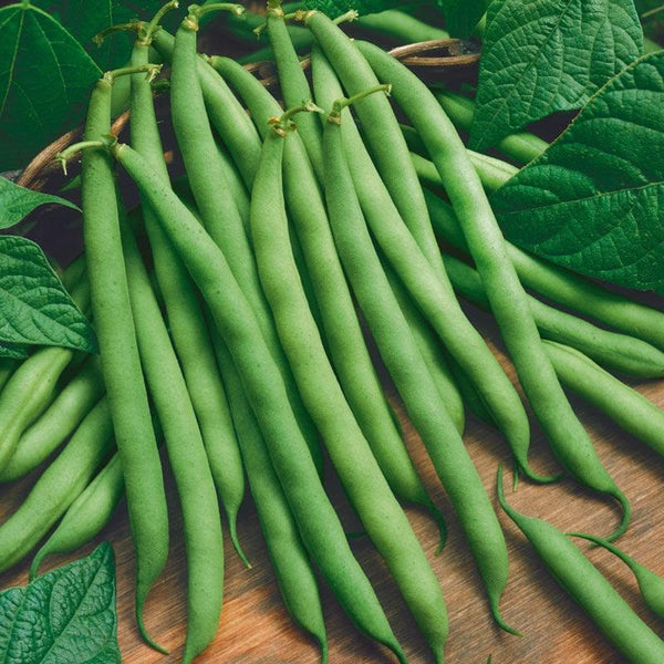 Bean seeds for planting