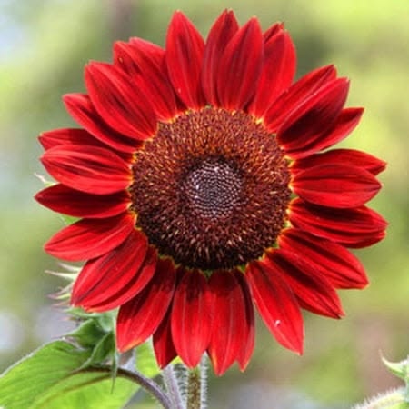 Sunflower Seeds for planting