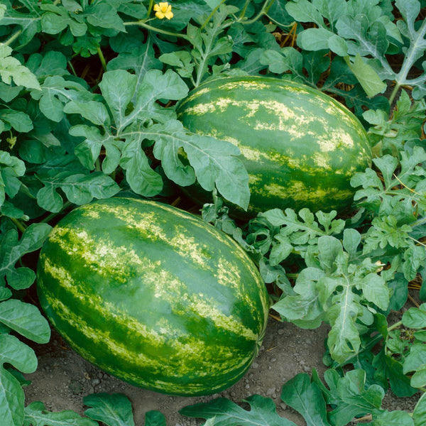 Watermelon Seeds for planting