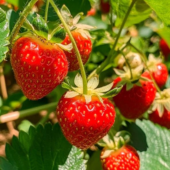 Strawberry seeds for planting