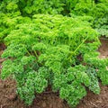 Curly Parsley Seeds for Planting – Heirloom, Non-GMO Culinary Herb for Kitchen Gardens and Garnishing