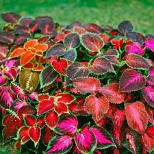 Mixed Coleus Flower Seeds for Planting – Pollinator Friendly, Heirloom & Non-GMO Organic Garden Seeds for Home Garden, 100pcs