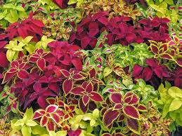 Mixed Coleus Flower Seeds for Planting – Pollinator Friendly, Heirloom & Non-GMO Organic Garden Seeds for Home Garden, 100pcs
