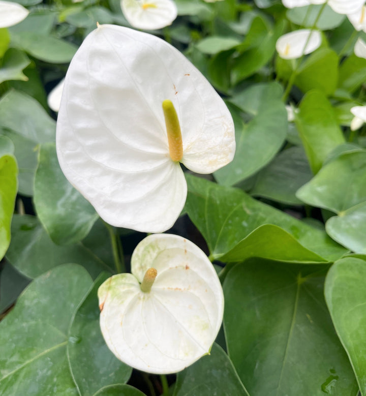 White Anthurium for Planting – Heirloom Non-GMO Seeds for Planting with High Germination