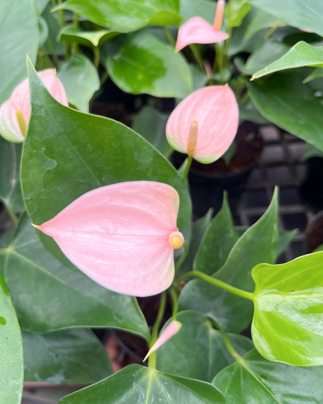 light pink anthurium Baby Pink Anthurium Flower Seeds for Planting – Heirloom, Non-GMO, High Germination Organic Garden Seeds