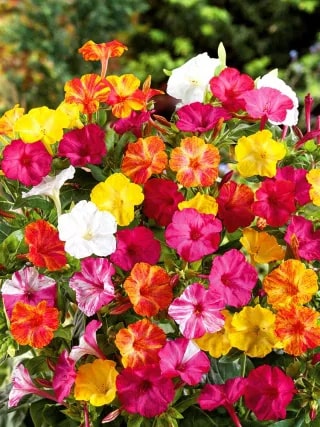 Mixed Jalapa Flower Seeds for Planting – Heirloom, Non-GMO, Drought-Tolerant Organic Garden Seeds