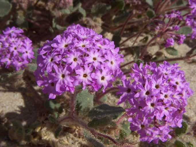 Flower Seeds, Seeds,Seeds For Planting,Plant Seeds