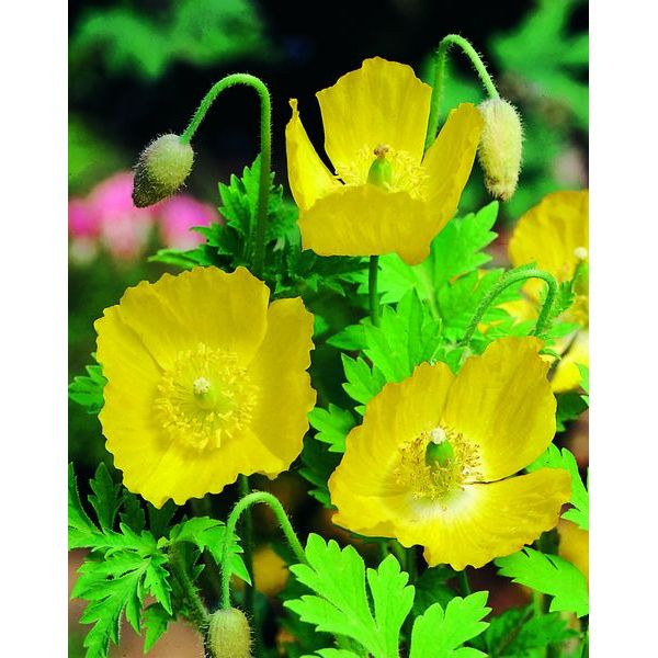Meconopsis Cambrica Flower Seeds for Planting – Long Bloom Season, Heirloom, Non-GMO