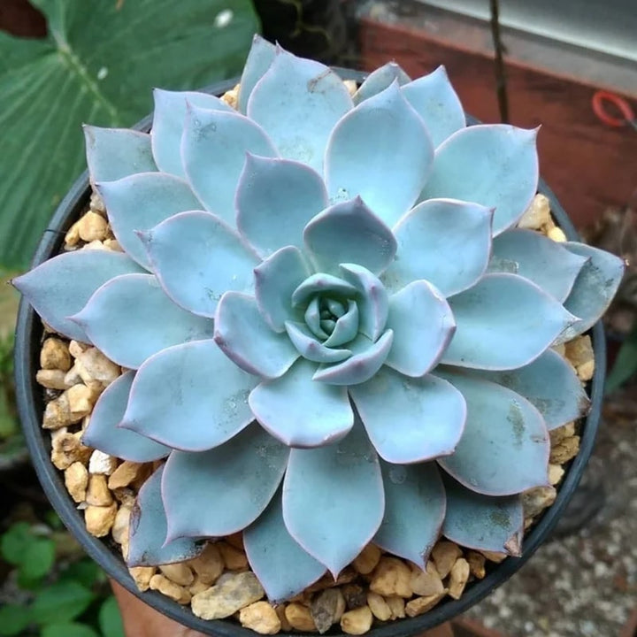 Sky Blue Echeveria Purpusorum Flower Seeds for Planting – Heirloom Non-GMO, High Germination Organic Garden Seeds