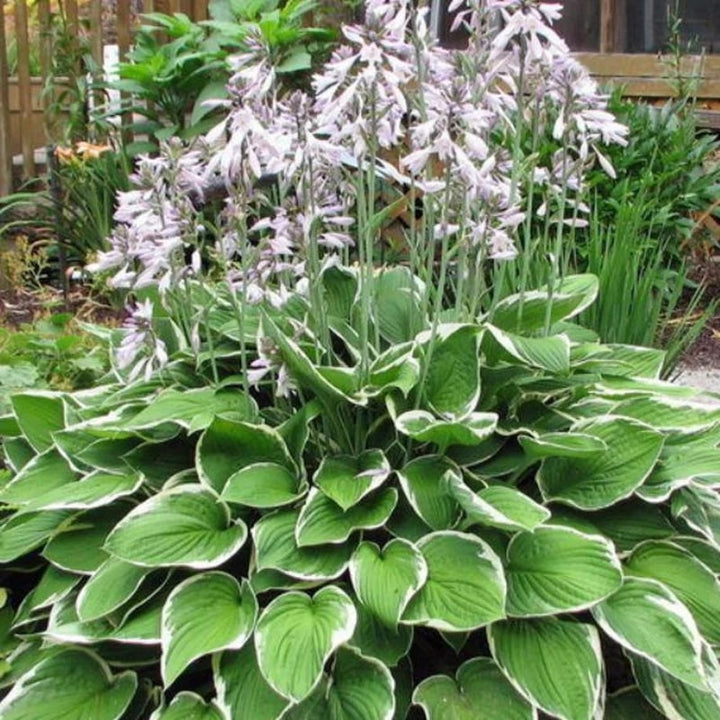 Hosta Perennial Flower Seeds for Planting – Easy to Grow, Heirloom & Non-GMO Organic Garden Seeds