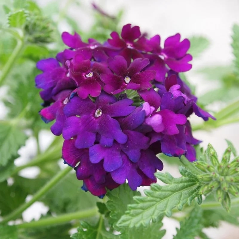 Semi-Trailing Verbena Flower Seeds for Planting – Heirloom, Non-GMO, High Germination Organic Garden Seeds