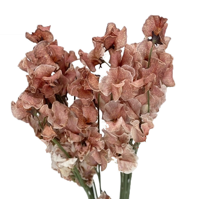 Brown Sweet Pea Flower Seeds – Seasonal Bloomer, Heirloom & Non-GMO Seeds for Home Garden Planting