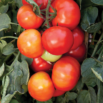 Geranium Kiss Tomato Seeds for Planting – Heirloom, Non-GMO, Compact Cherry Tomato – High Germination