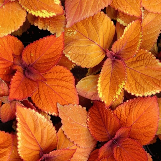 Orange Coleus Flower Seeds for Planting – Hardy Heirloom, Non-GMO, High Germination Organic Garden Seeds