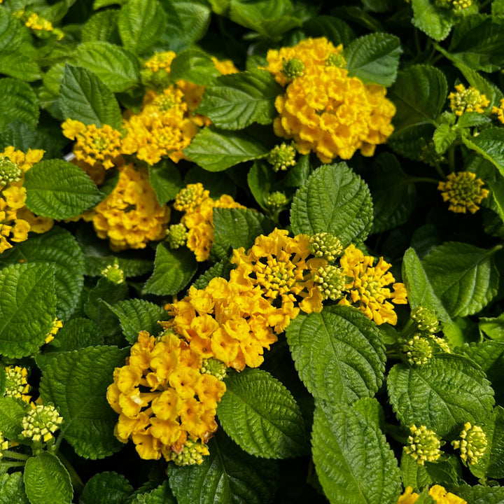 Deep Yellow Lantana Flower Seed for Planting – Colorful Display, Heirloom &amp; GMO Free Seeds for Home Garden