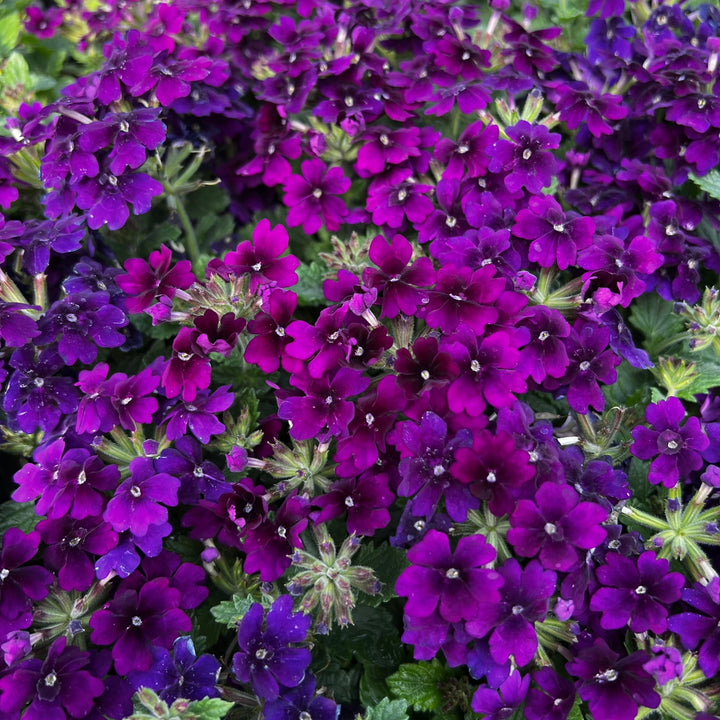 Semi-Trailing Verbena Flower Seeds for Planting – Heirloom, Non-GMO, High Germination Organic Garden Seeds