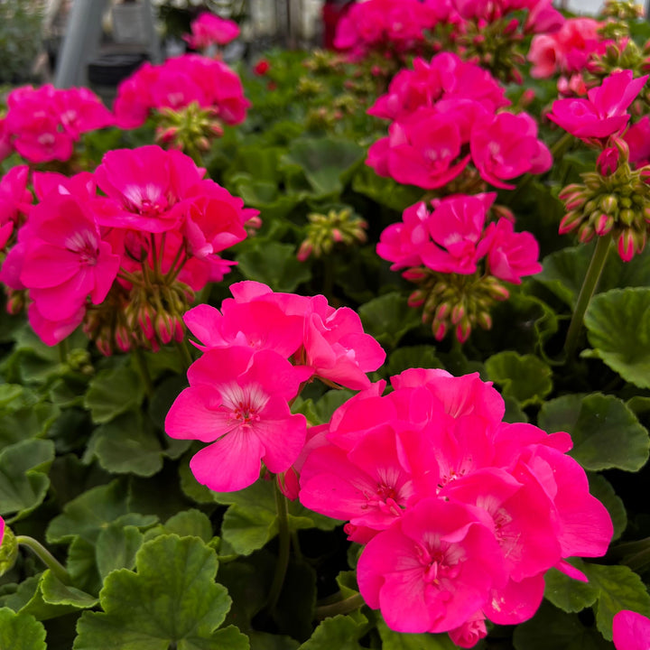 Pink Geranium Flower Seeds for Planting – Heirloom Non-GMO, High Germination Organic Garden Seeds