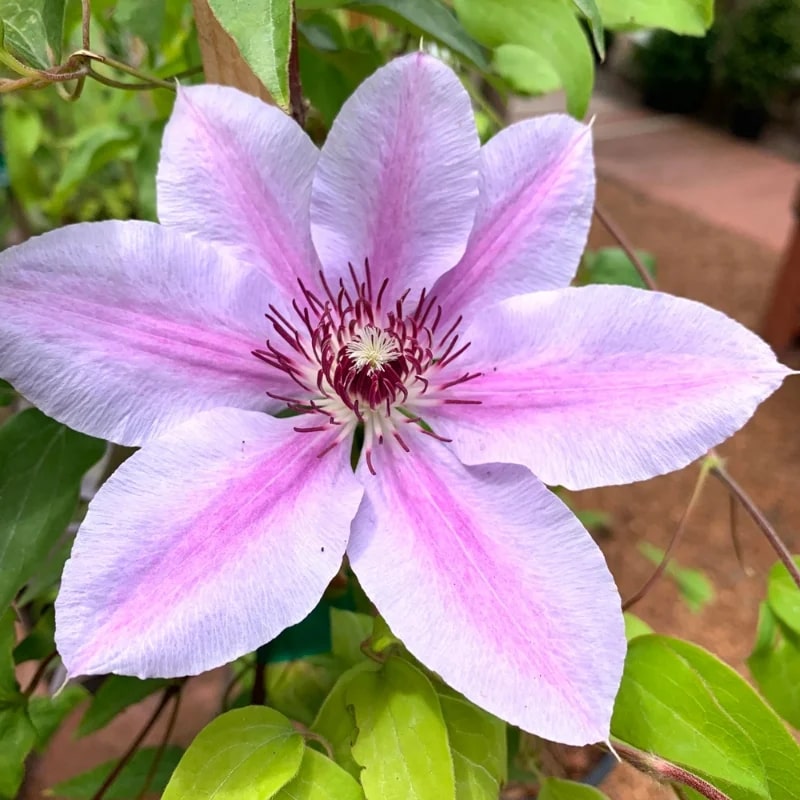 Baby Pink Clematis Flower Seeds for Planting - Heirloom, Non-GMO, High Germination Organic Garden Seeds