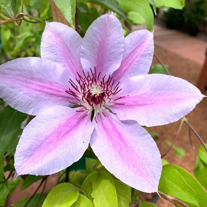 Baby Pink Clematis Flower Seeds for Planting - Heirloom, Non-GMO, High Germination Organic Garden Seeds