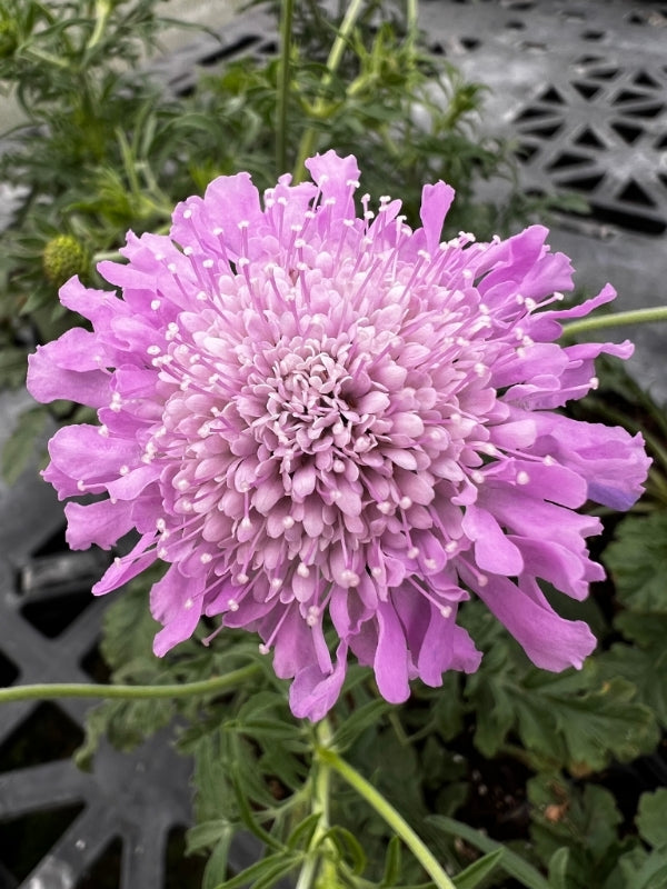 Pink Scabiosa Flower Seeds for Planting – Heirloom Non-GMO, High Germination Organic Garden Seeds