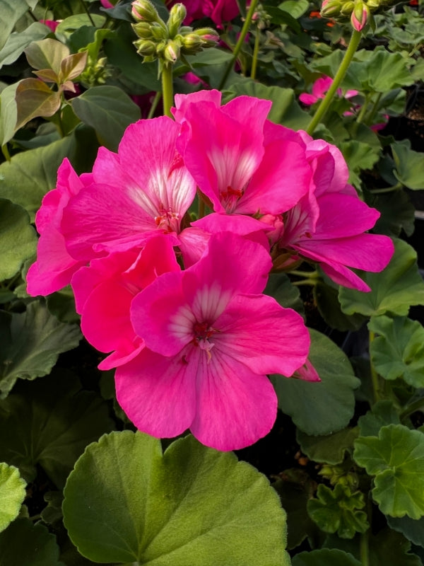 Pink Geranium Flower Seeds for Planting – Heirloom Non-GMO, High Germination Organic Garden Seeds