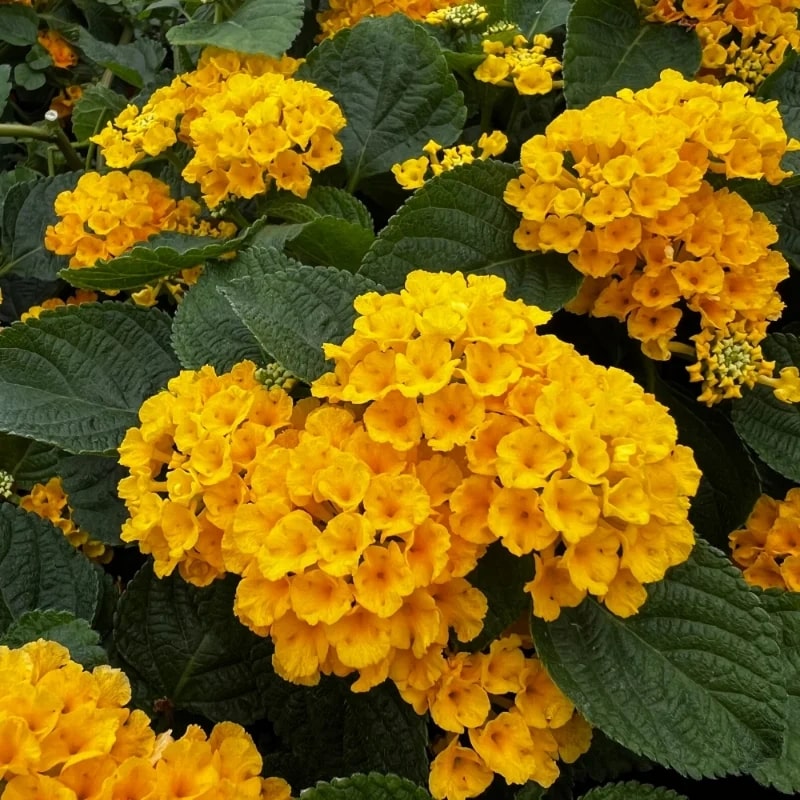 Deep Yellow Lantana Flower Seed for Planting – Colorful Display, Heirl –  Earthechoseeds