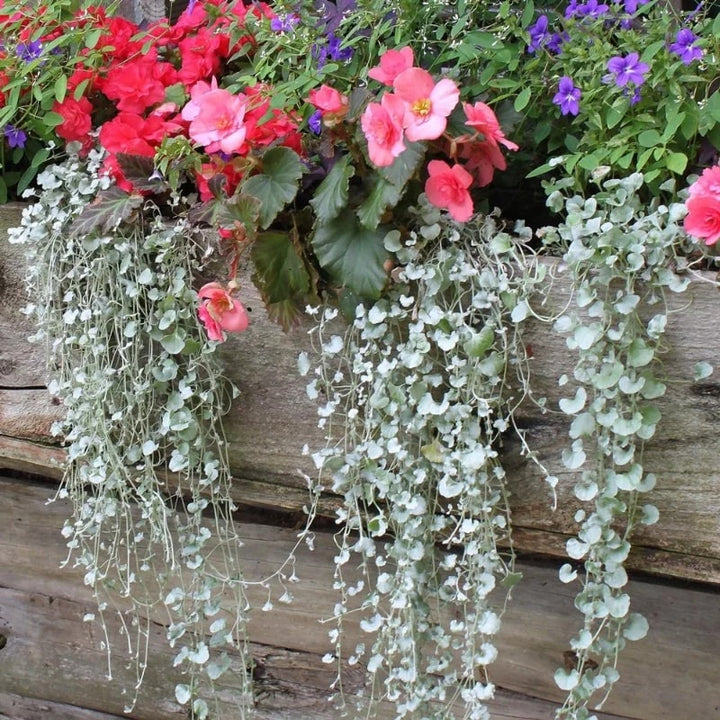 Silver Dichondra Flower Seeds for Planting – Heirloom Non-GMO Organic Garden Seeds, High Germination