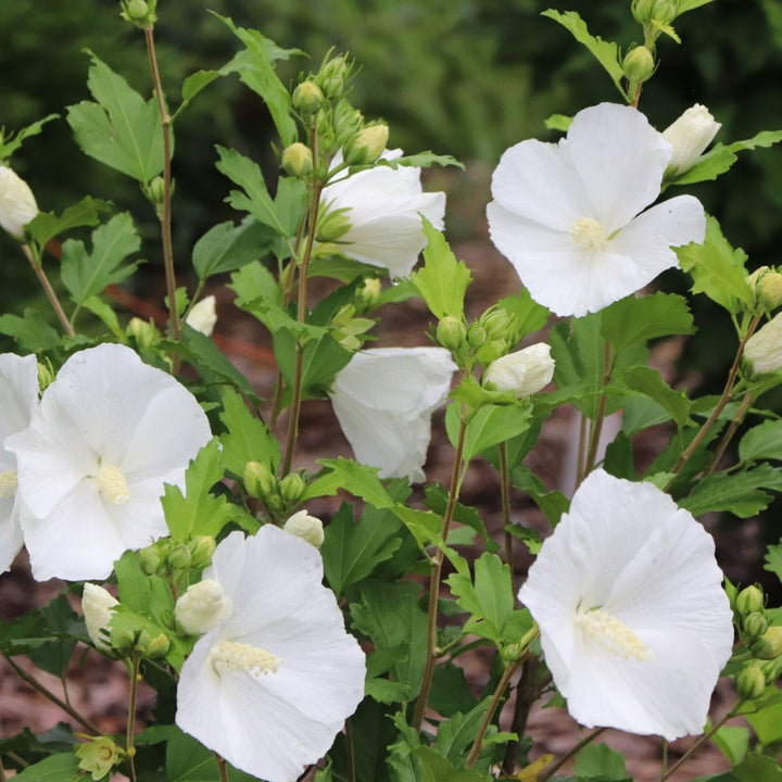 White Sharon Rose Flower Seeds for Planting – Heirloom Non-GMO, High Germination Organic Garden Seeds
