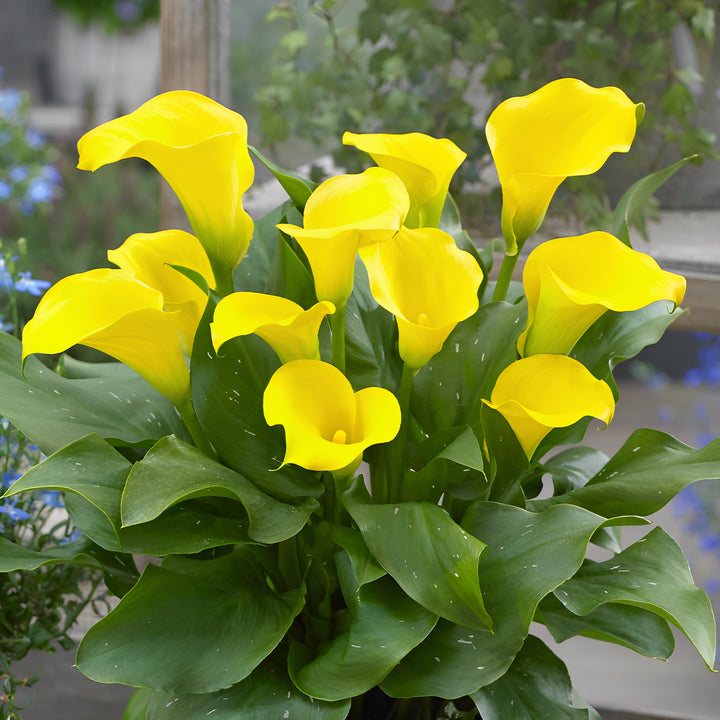 Yellow Calla Flower Seeds for Planting – Heirloom, Non-GMO, High Germination Garden Seeds