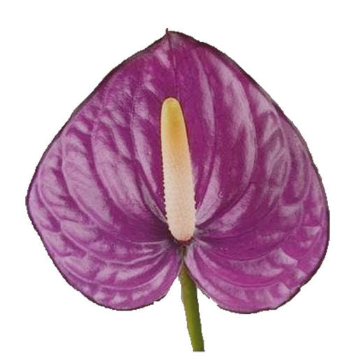 Dark Violet Anthurium Flower Seeds for Planting – Heirloom, Non-GMO, Wildflower Mix, High Germination