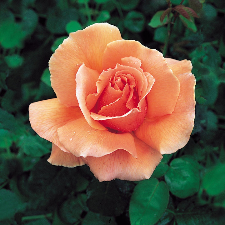 Orange Joey Hybrid Tea Rose Flower Seeds for Planting – Heirloom Non-GMO, High Germination Organic Garden Seeds