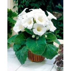White Brazilian Gloxinia Flower Seeds for Planting – Heirloom, Non-GMO, High Germination