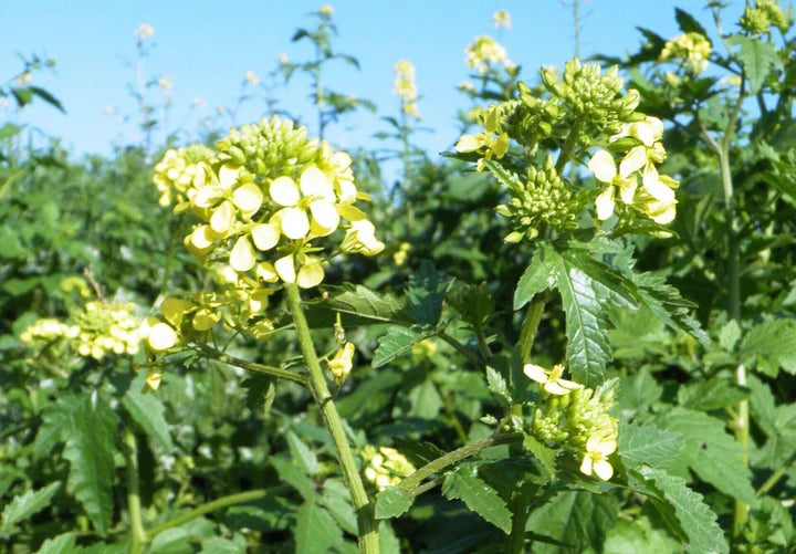 White Mustard Seeds (Sinapis alba) for Planting – Heirloom, Non-GMO Seeds for Culinary Use & Soil Enrichment