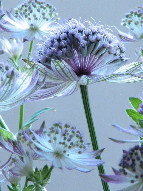 Blue Masterwort Flower Seeds for Planting – Wildflower Mix, Heirloom Non-GMO, High Germination Organic Garden Seeds